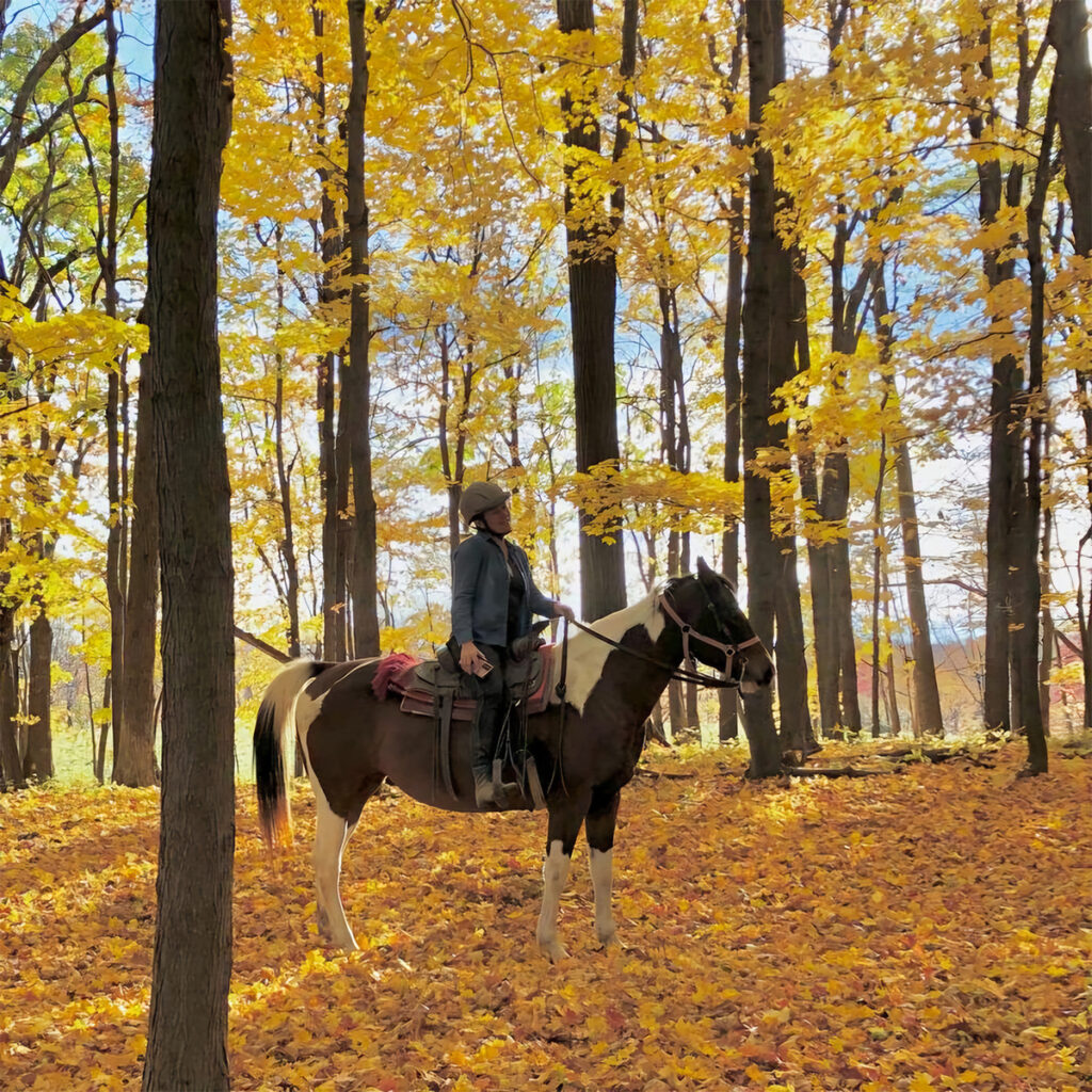 Equine Forest bathing experience