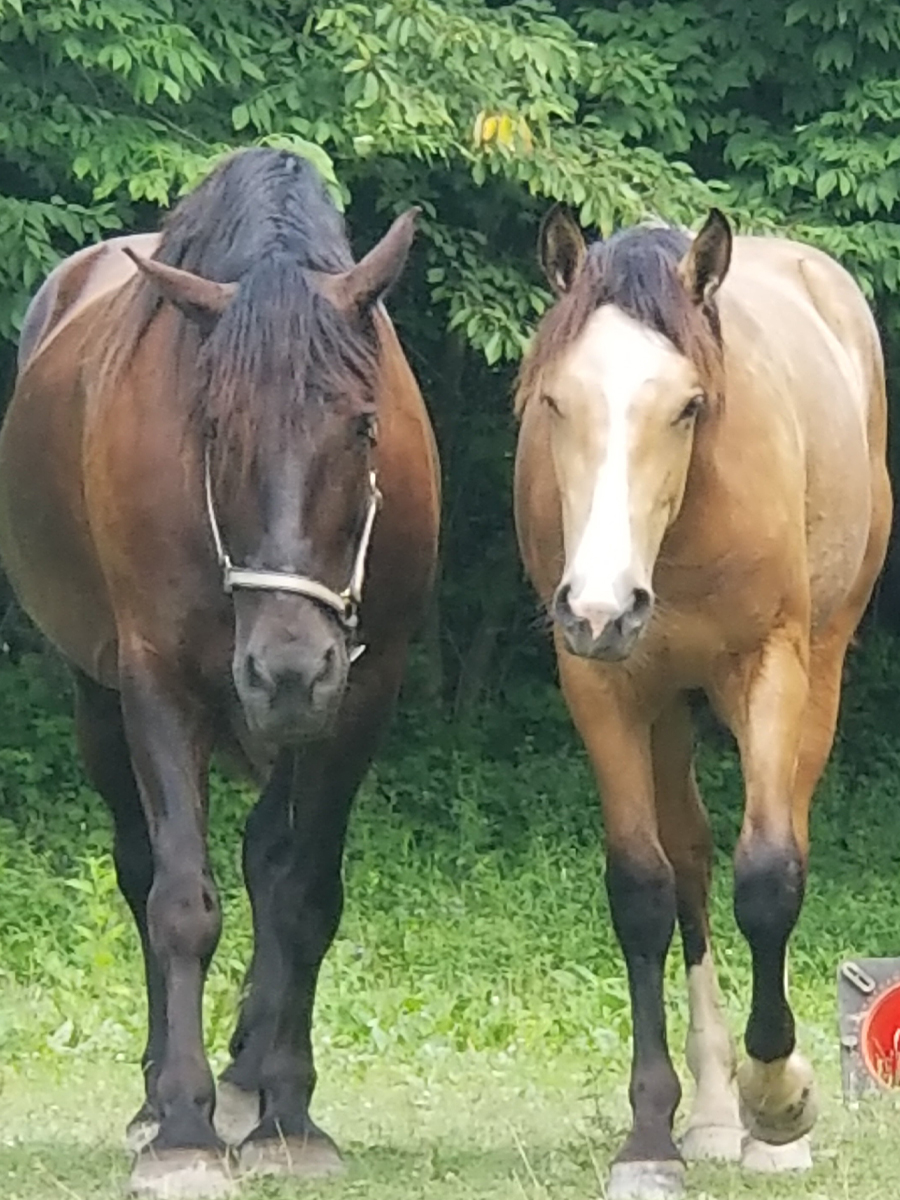 Horse back riding reservations